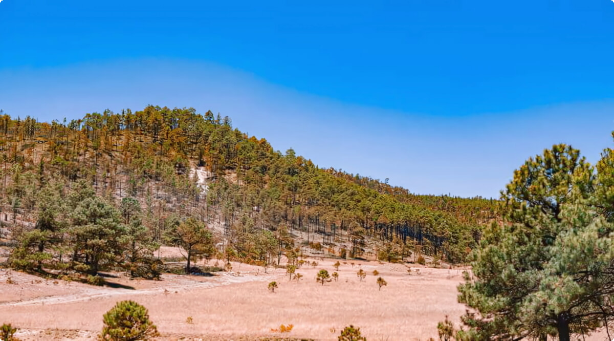 Nosso inventário inclui uma ampla variedade de veículos.